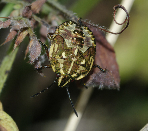 Eterotteri solandri